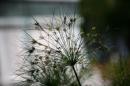 Divers Varie et plus 027 * 4368 x 2912 * (4.16MB)